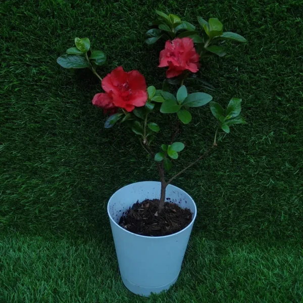 Azalea Australian Orange