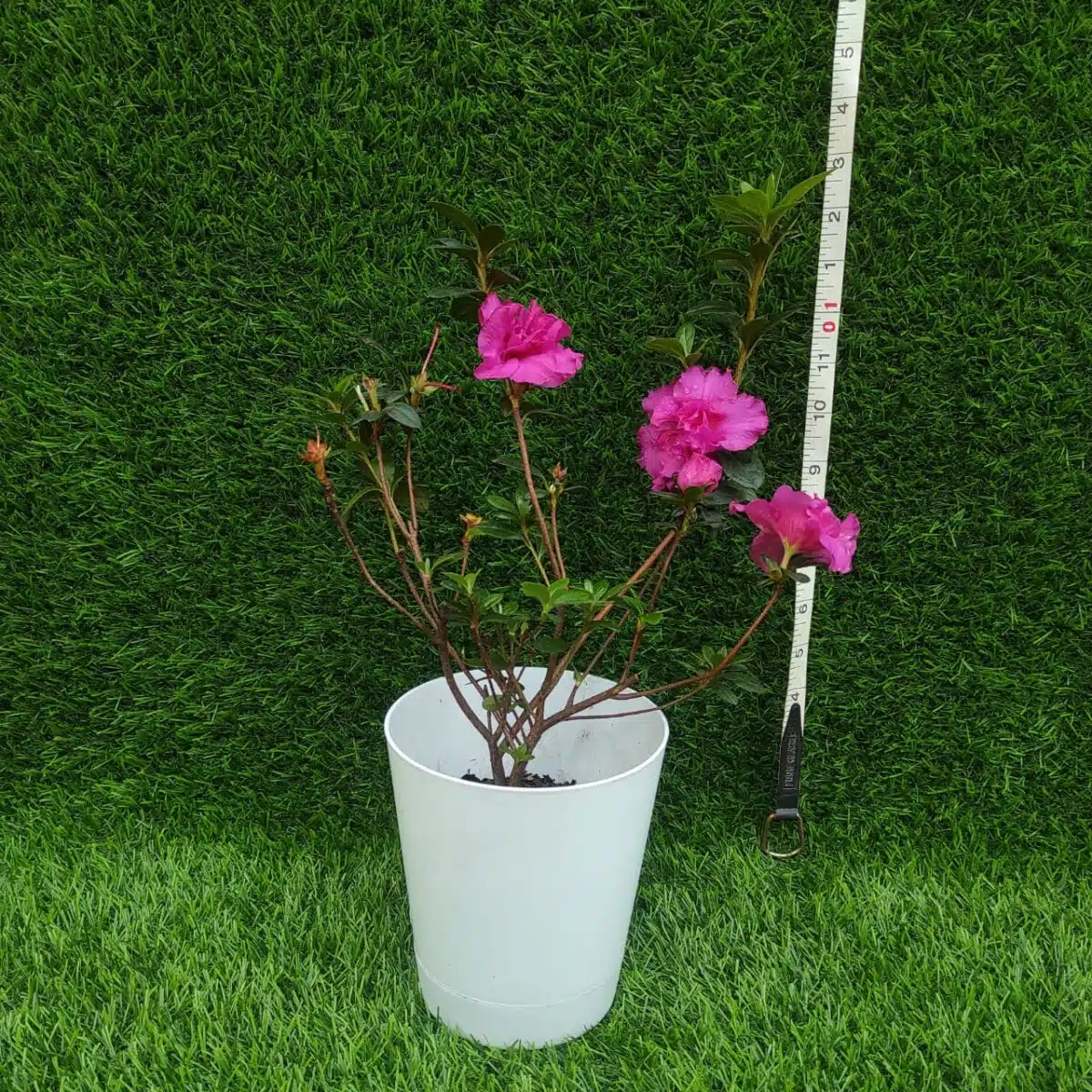 Azalea Australian Light Purple - Image 2