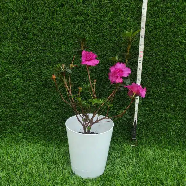 Azalea Australian Light Purple - Image 2