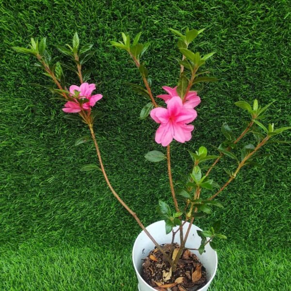 Azalea Australian Semi Double Pink(Tropical)