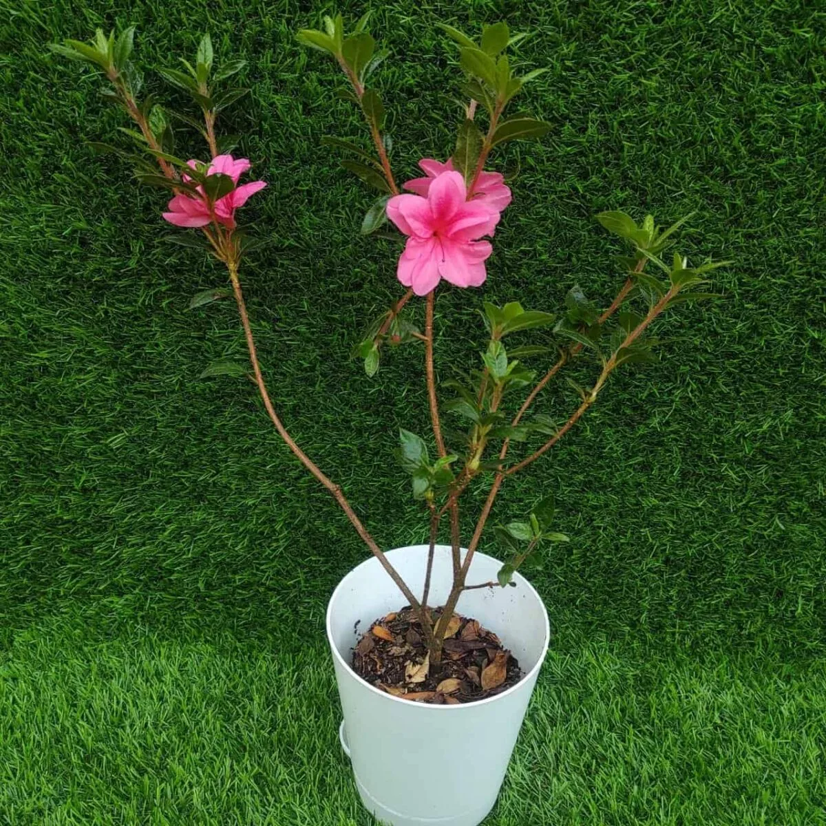 Azalea Australian Semi Double Pink(Tropical) - Image 3