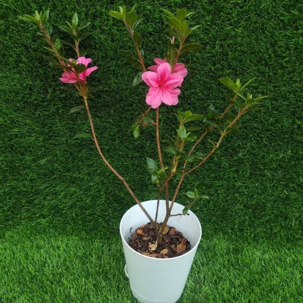 Azalea Australian Semi Double Pink(Tropical) - Image 3