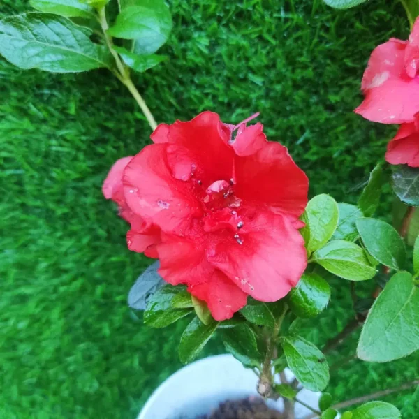 Azalea Australian Orange - Image 2