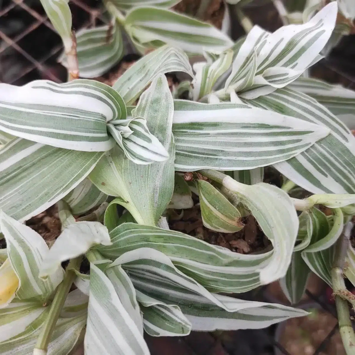 Buy Tradescantia fluminensis 'Albovittata' - Variegated Indoor Plant - Image 2