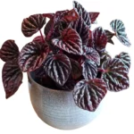 Buy Peperomia Caperata "Luna Red" - Compact Houseplant with Deep Red Leaves