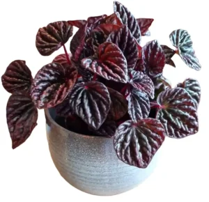 Buy Peperomia Caperata “Luna Red” – Compact Houseplant with Deep Red Leaves