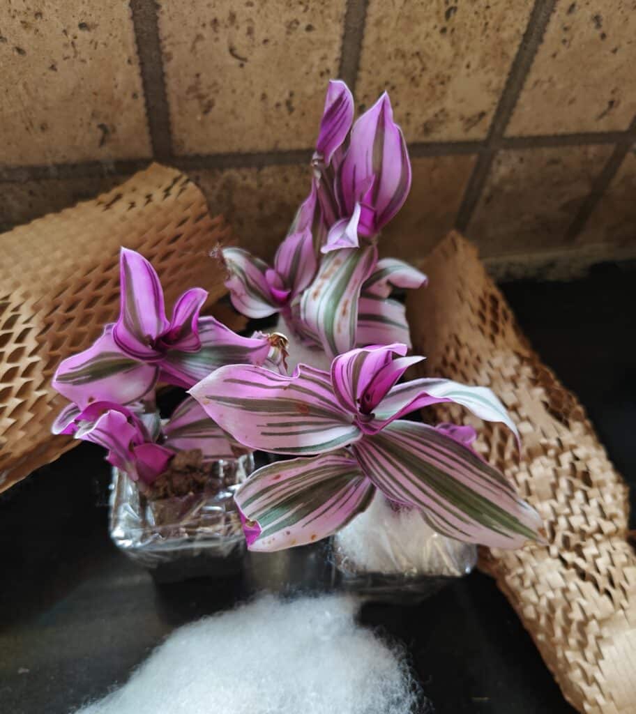 Image #2 from Sayanti Sikder