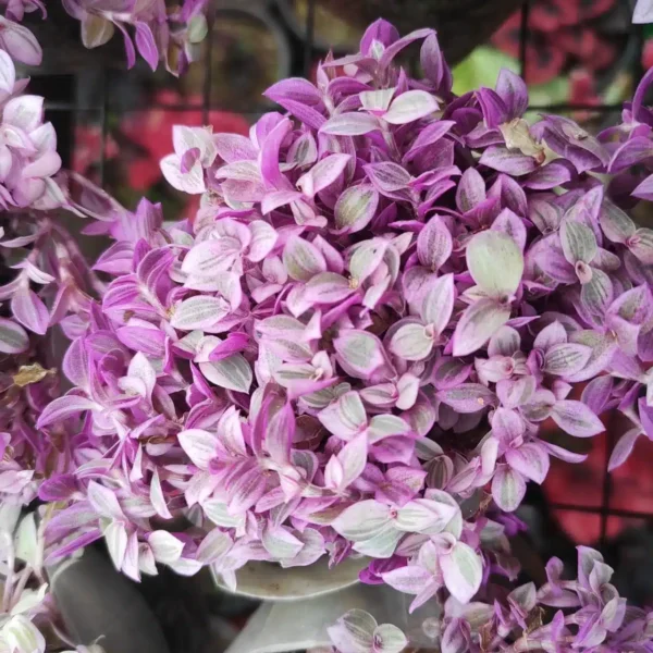 Pink Panther Callisia Repens - Variegated Wandering Jew | Indoor Plant with Pink and Green Variegated Leaves - Image 2