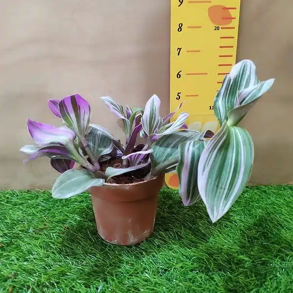 Buy Tradescantia Blossfeldiana 'Nanouk' Pink Wandering Jew - Low Maintenance Houseplant - Image 2