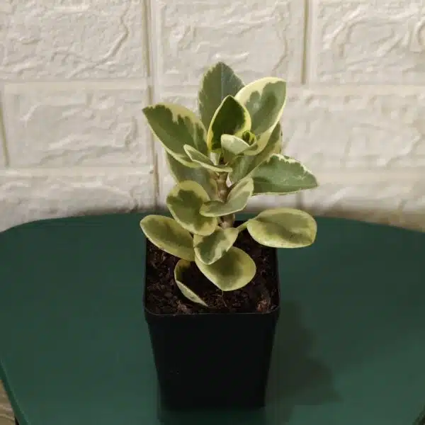 Buy Peperomia Obtusifolia Variegata - Variegated Heart-shaped Plant - Image 4
