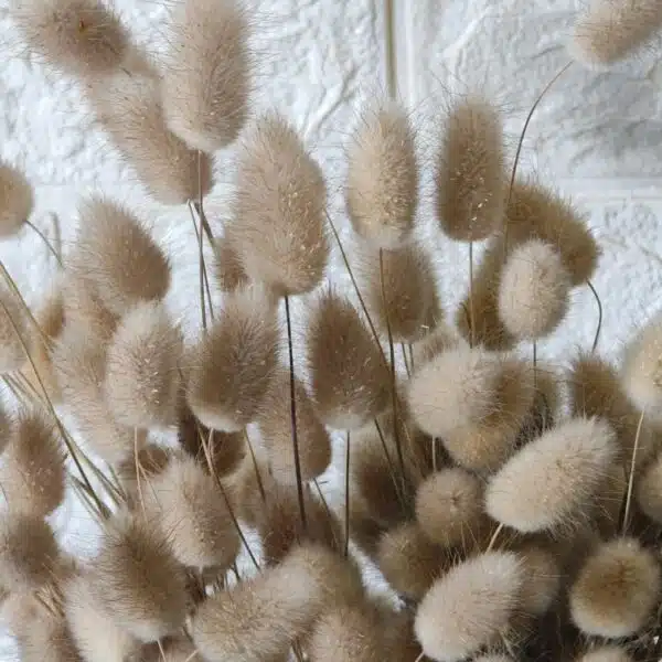 Bunny Tail - Image 11