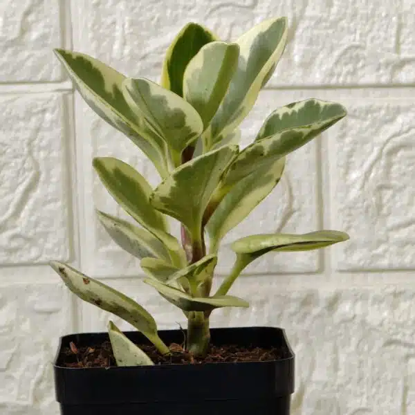 Buy Peperomia Obtusifolia Variegata - Variegated Heart-shaped Plant - Image 3