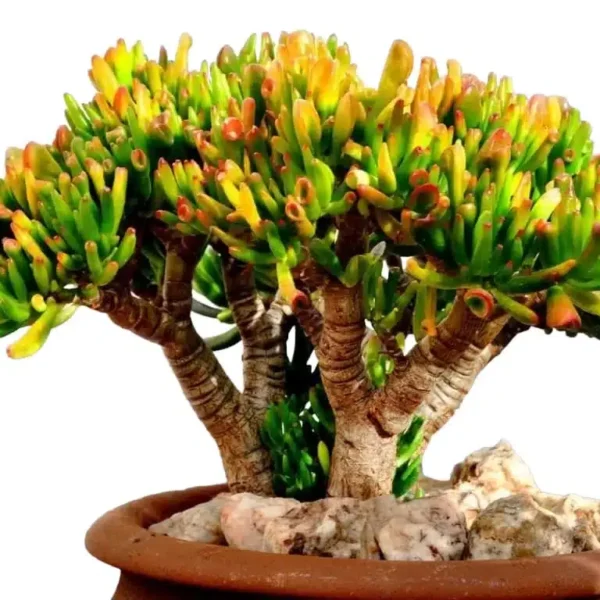 Skinny Fingers Jade (Crassula ovata ‘Skinny Fingers’) - Image 2