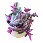 Buy Tradescantia Blossfeldiana ‘Nanouk’ Pink Wandering Jew – Low Maintenance Houseplant plant