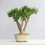 Skinny Fingers Jade (Crassula ovata ‘Skinny Fingers’)