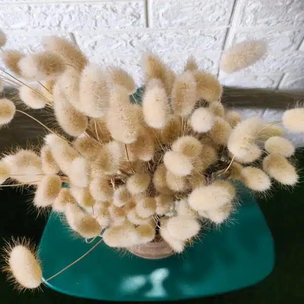 Bunny Tail - Image 4