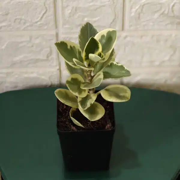 Buy Peperomia Obtusifolia Variegata - Variegated Heart-shaped Plant - Image 6