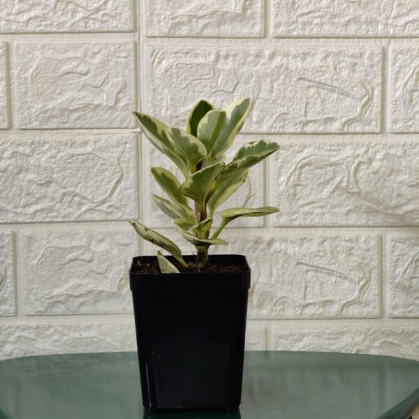 Buy Peperomia Obtusifolia Variegata - Variegated Heart-shaped Plant - Image 2