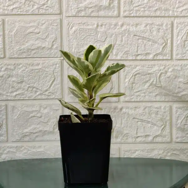 Buy Peperomia Obtusifolia Variegata - Variegated Heart-shaped Plant - Image 2