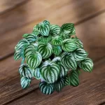 Peperomia Watermelon Plant