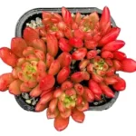 Graptoveria Pink Ruby (Bashful): A Gorgeous Pinkish-Gray Succulent Plant