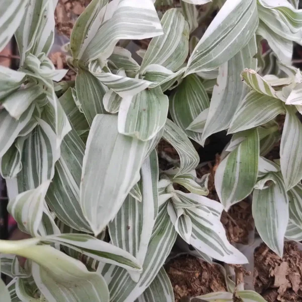 Buy Tradescantia fluminensis 'Albovittata' - Variegated Indoor Plant - Image 3