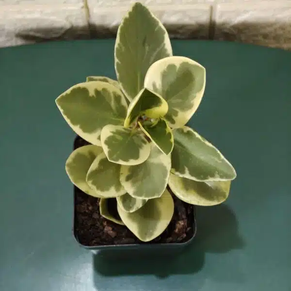 Buy Peperomia Obtusifolia Variegata - Variegated Heart-shaped Plant - Image 8