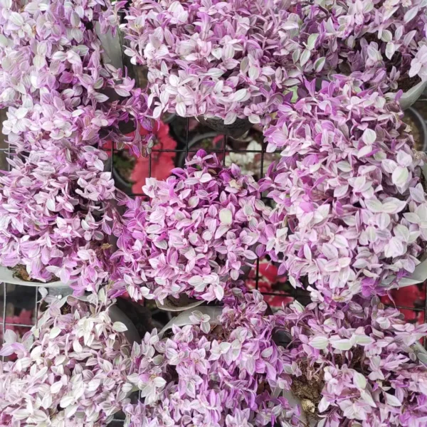 Pink Panther Callisia Repens - Variegated Wandering Jew | Indoor Plant with Pink and Green Variegated Leaves - Image 3