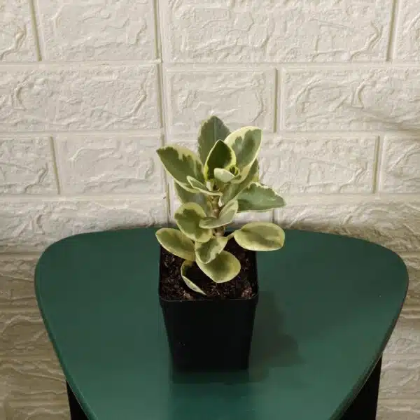 Buy Peperomia Obtusifolia Variegata - Variegated Heart-shaped Plant - Image 5