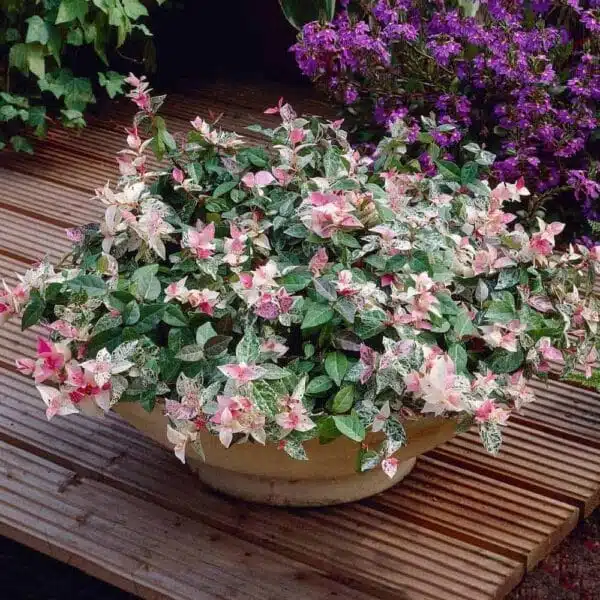 Asiatic Jasmine "Tricolor" Variegated - Image 5