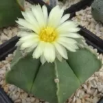 Buy Astrophytum Myriostigma Var. Nudum - Unique Star-Shaped Cactus