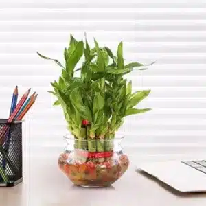 Lucky Bamboo (Dracaena sanderiana) – Bring Luck and Positive Energy