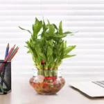 Lucky Bamboo plant