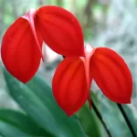 Orchid Masdevallia Ignea - Compact Orange-Red Orchid with Vibrant Flowers