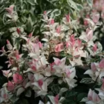 Asiatic Jasmine Tricolor - Variegated Ground Cover Plant