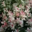 Asiatic Jasmine Tricolor plant