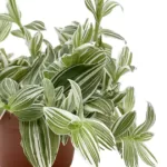 Buy Tradescantia fluminensis 'Albovittata' - Variegated Indoor Plant