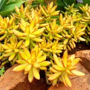 Sedum Nussbaumerianum Orange Delight – Vibrant Orange and Yellow Succulent