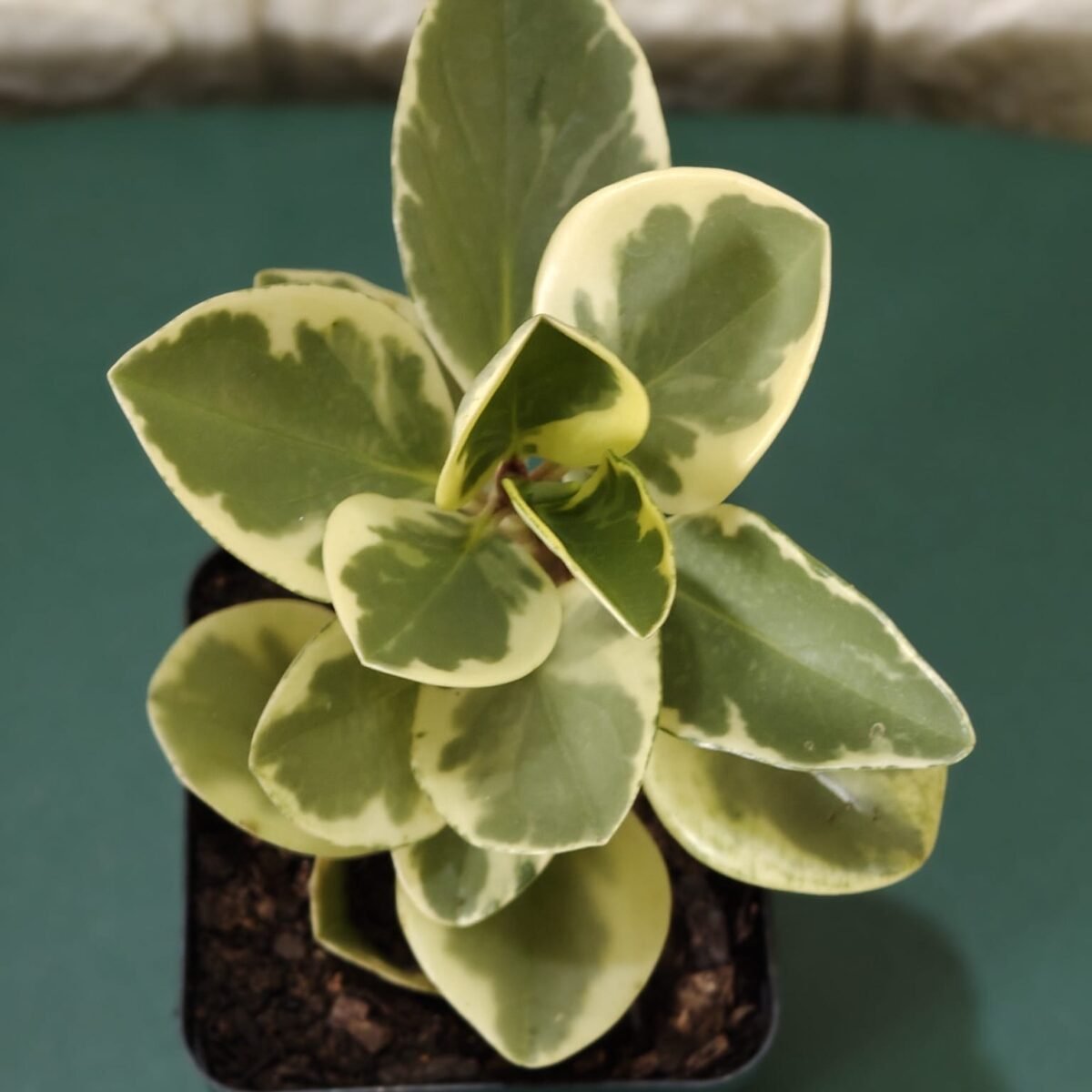 Buy Peperomia Obtusifolia Variegata - Variegated Heart-shaped Plant - Image 9