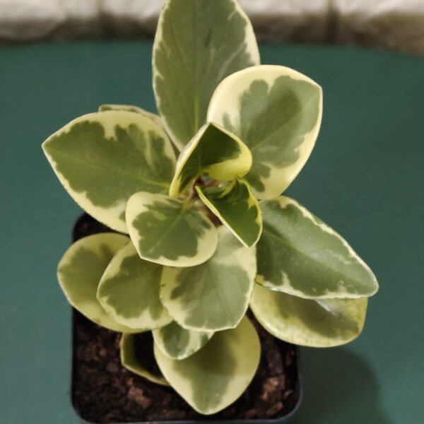 Buy Peperomia Obtusifolia Variegata - Variegated Heart-shaped Plant - Image 9