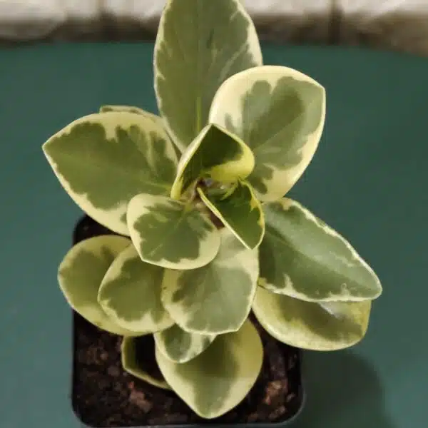 Buy Peperomia Obtusifolia Variegata - Variegated Heart-shaped Plant - Image 9
