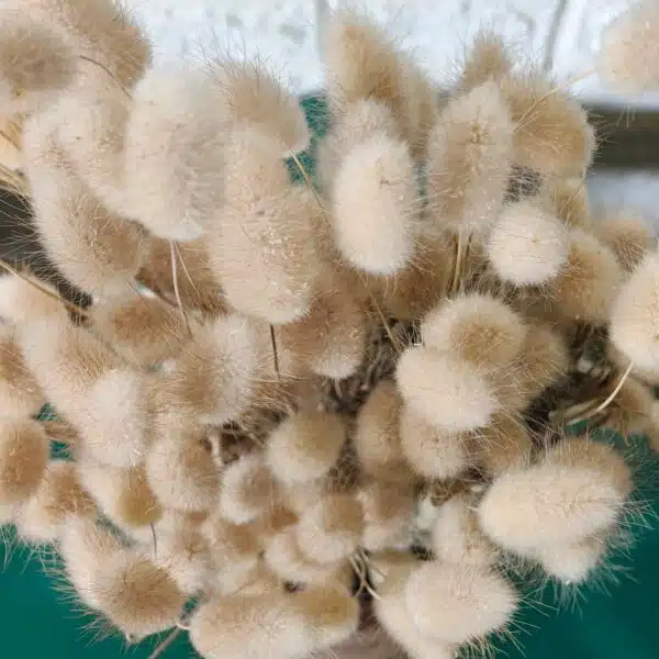 Bunny Tail - Image 2