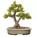 Green Mini Jade Portulacaria Afra - 'Elephant Bush' Succulent Plant Plant for Small Gardens