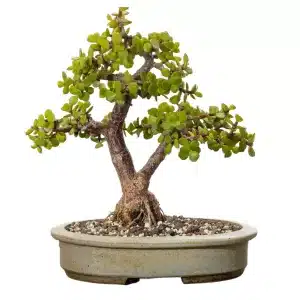 Green Mini Jade Portulacaria Afra – ‘Elephant Bush’ Succulent Plant Plant for Small Gardens