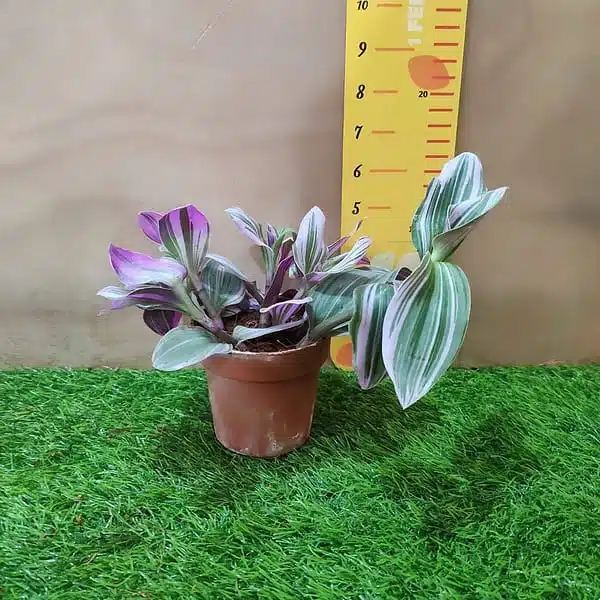 Buy Tradescantia Blossfeldiana 'Nanouk' Pink Wandering Jew - Low Maintenance Houseplant - Image 4