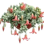 Cotyledon Pendens - Stunning Cascading Succulent for Hanging Baskets and Shelves