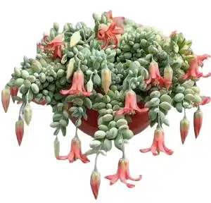 Cotyledon Pendens – Stunning Cascading Succulent for Hanging Baskets and Shelves