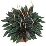 Buy Peperomia caperata “Rosso” - Compact Houseplant | Add Elegance to Your Space