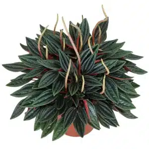 Buy Peperomia caperata “Rosso” – Compact Houseplant | Add Elegance to Your Space
