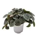 Buy Peperomia caperata ‘Silver' Online - Silver Ripple Peperomia for Sale